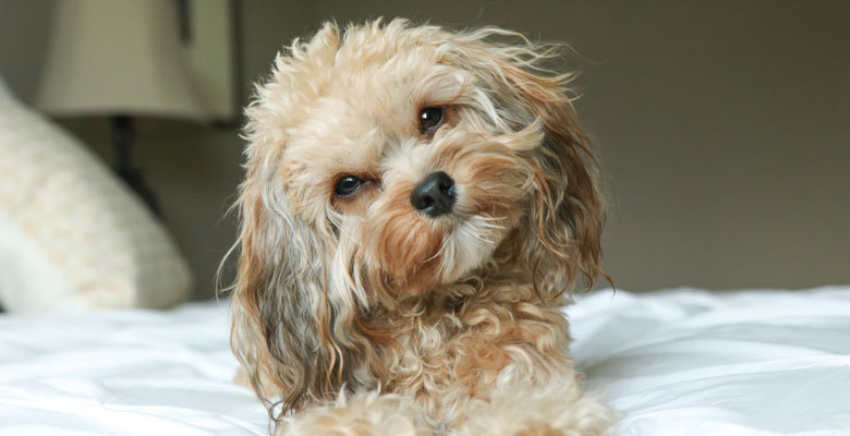 Christina Lake Motel and RV Park - Christina Lake Accommodation - Dog On A Bed